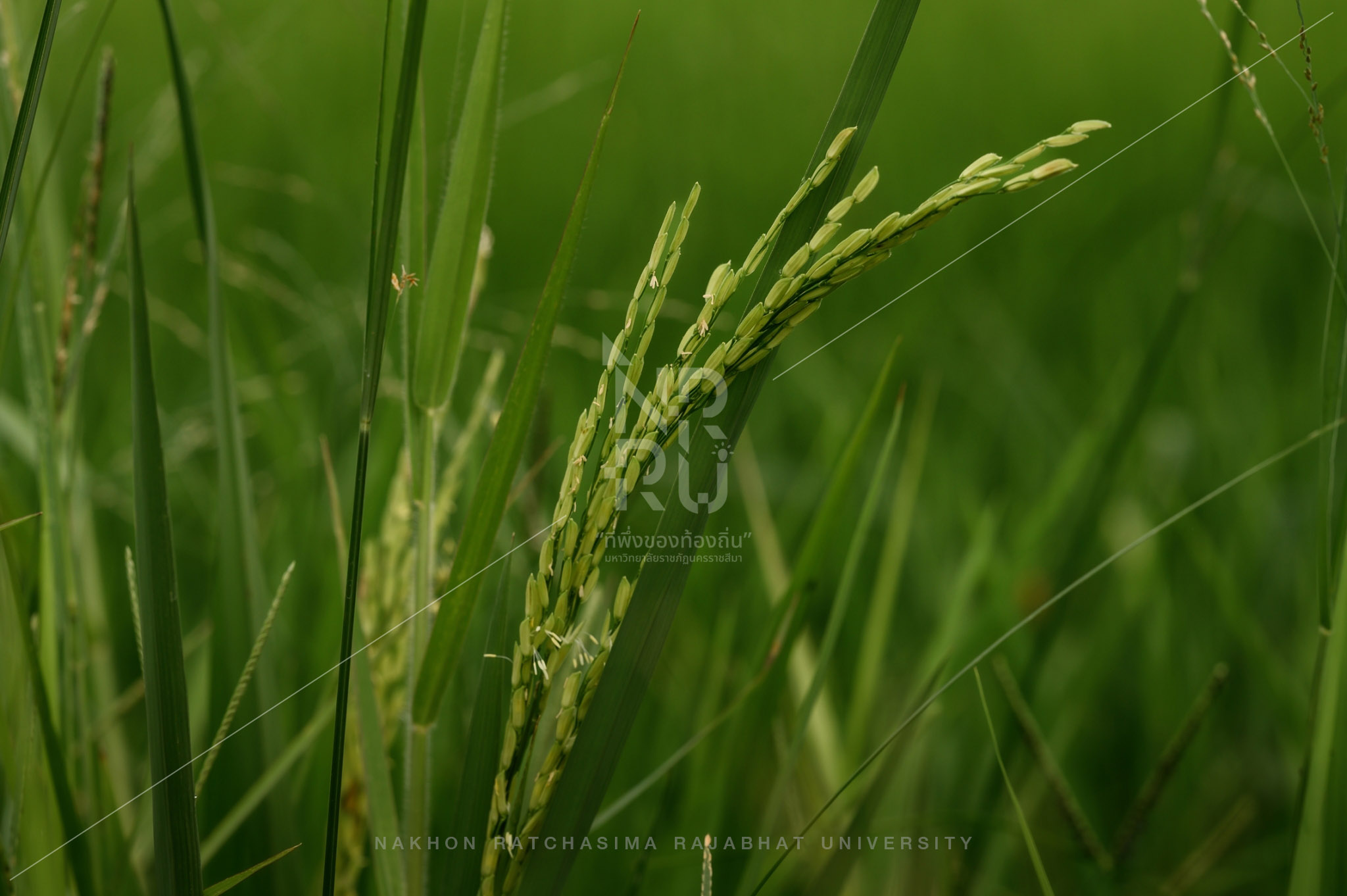 Rice Field in Talat Sub-District (7)